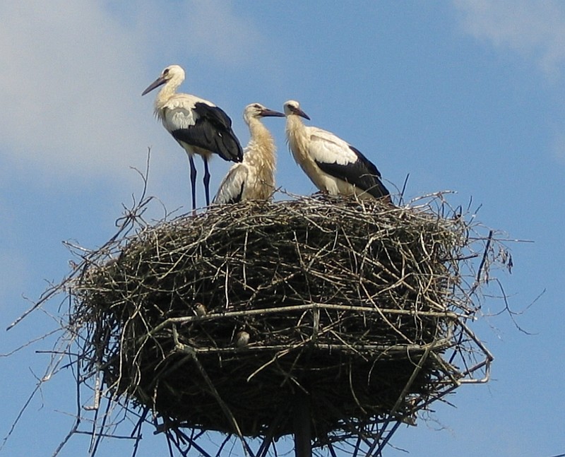 Storks in Poland